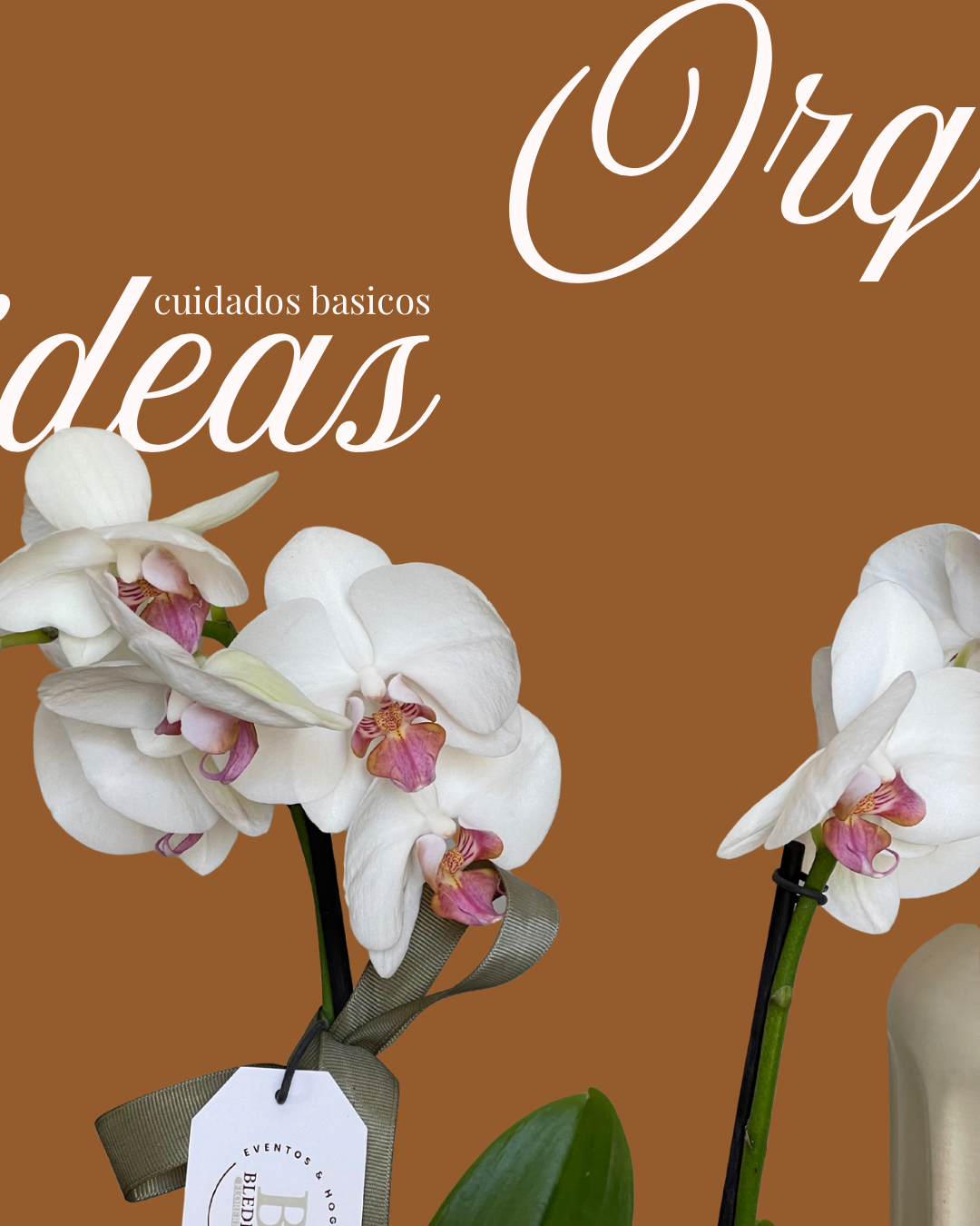 Cuida Tus Orquídeas